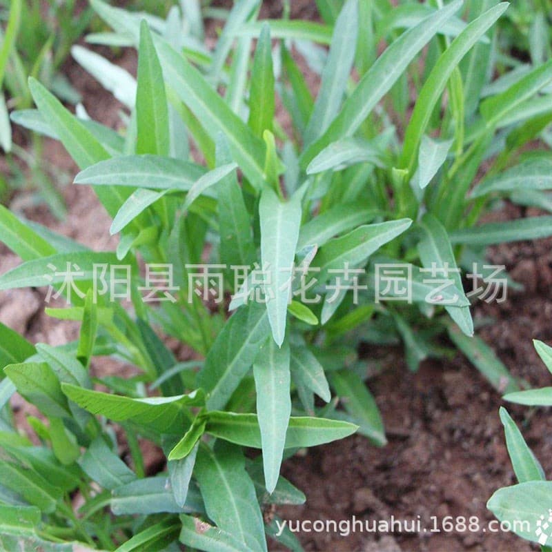 Willow water spinach seeds Green stem water spinach seeds Water spinach seeds Water spinach