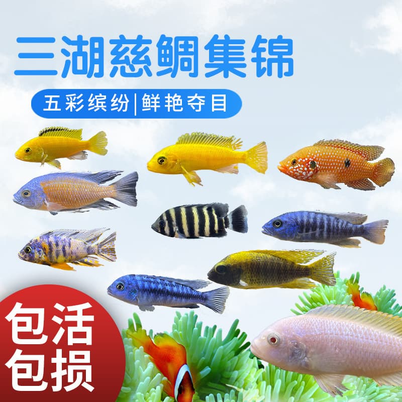 Live cichlids from the African Great Lakes, mixed small fish, African prince tropical ornamental fish, wholesale small fish in Shanghai.