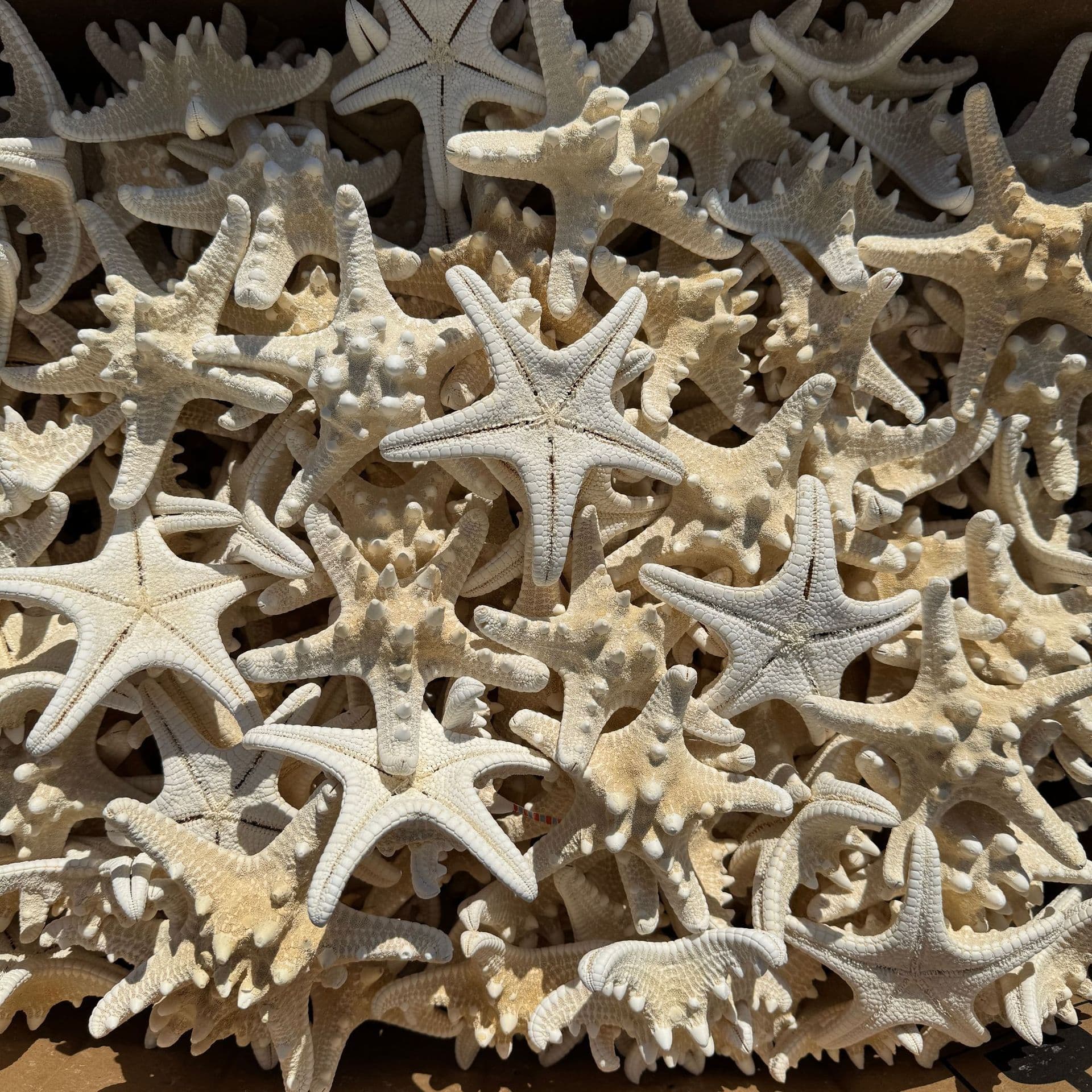 Study Shells, Conches, Starfish for Micro Landscape, Scented DIY Eternal Flower Decoration, Craft Props