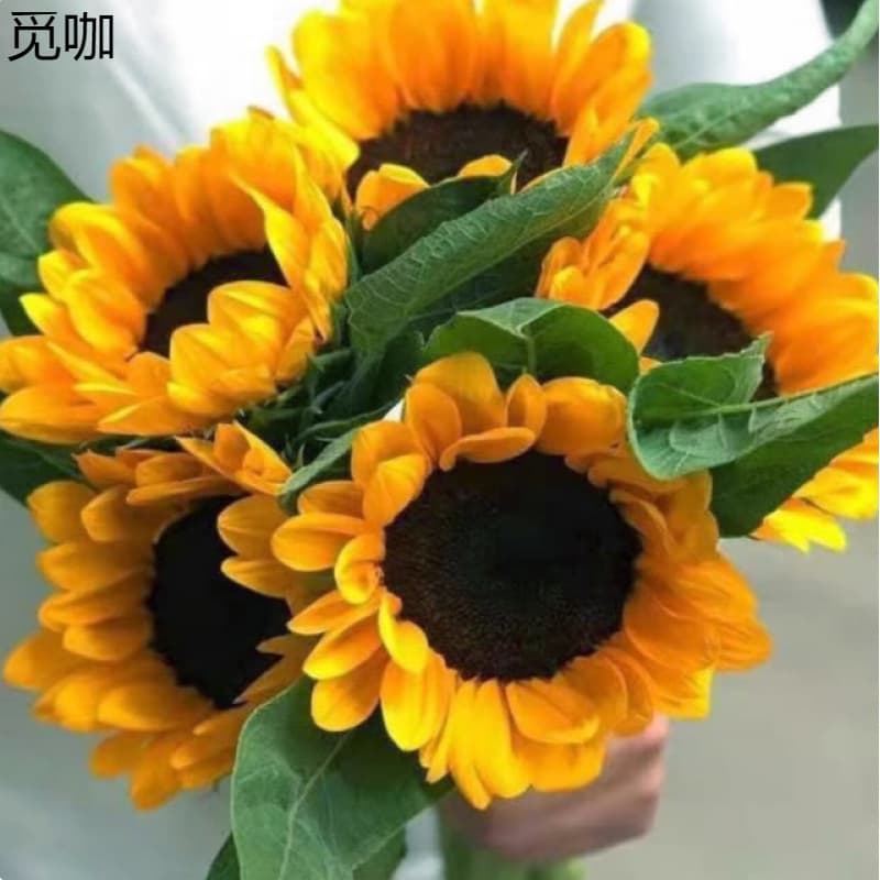 Sunflower Fresh Flowers Direct from Yunnan Base Multi-Head Roses, Baby's Breath, Carnations, Eustoma Real Flowers for Gifting