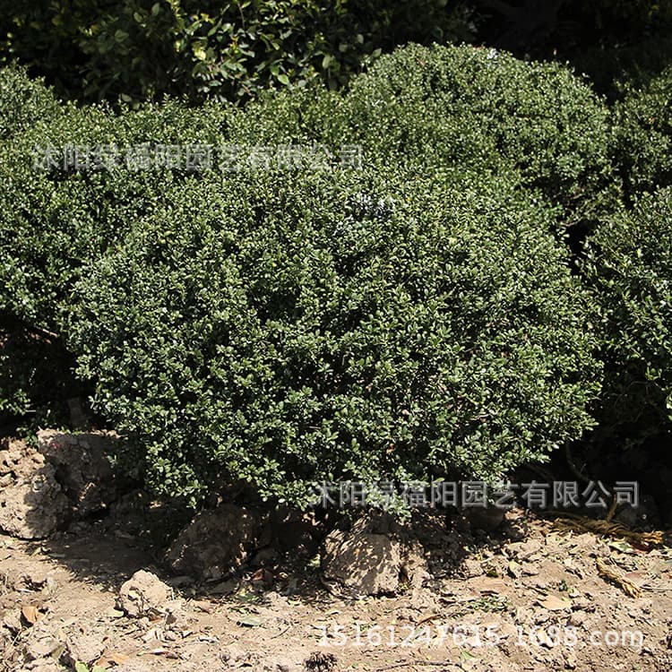 Japanese Holly Ball, Green Nursery Plants, Municipal Garden Buxus Balls, Evergreen Roadside Ornamental, Japanese Holly Shrubs