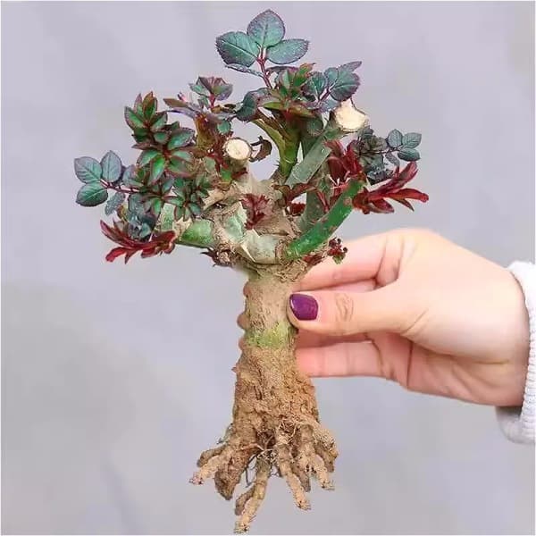 【Black Horse Gardening】Rose Seedlings Old Stakes Random Colors Old Root Rose Seedlings Four-Season Blooming Strong Fragrance Flowers