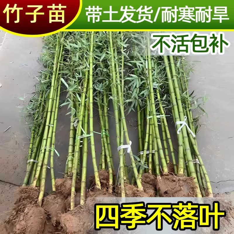 Bamboo seedlings for courtyard outdoor plants, northern ornamental potted plants: Purple Bamboo, Golden Bamboo, Buddha Bamboo, four-season green plants, rare and valuable