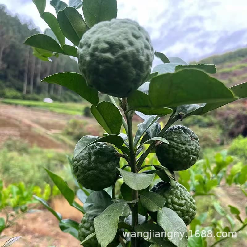 Wasp Orange, Thai Ugly Lemon, Wrinkled Peel Lemon Sapling, Grafted Sapling, Kaffir Lime, Southern and Northern Garden