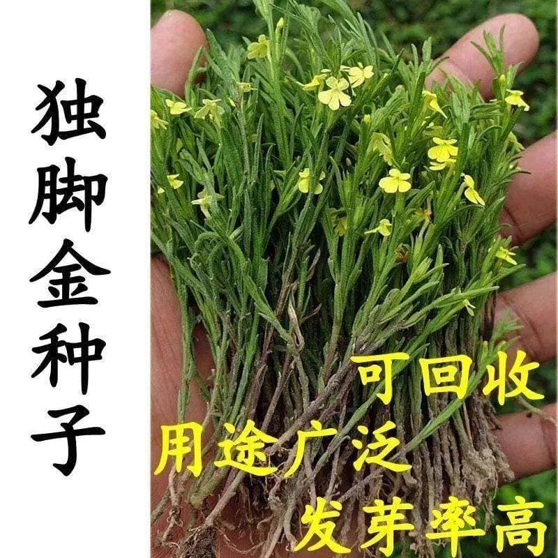 Striga asiatica seeds, short-stemmed Striga asiatica seeds, small-leaf Striga asiatica medicinal herb seeds, short-grass Striga asiatica seeds