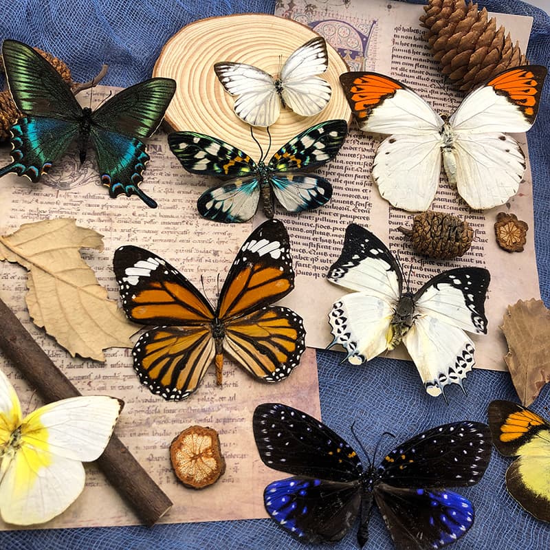 Factory Direct Real Butterfly Specimen Spread-wing Green-banded Peacock Butterfly Insect Photography Prop Ornament Kindergarten Teaching