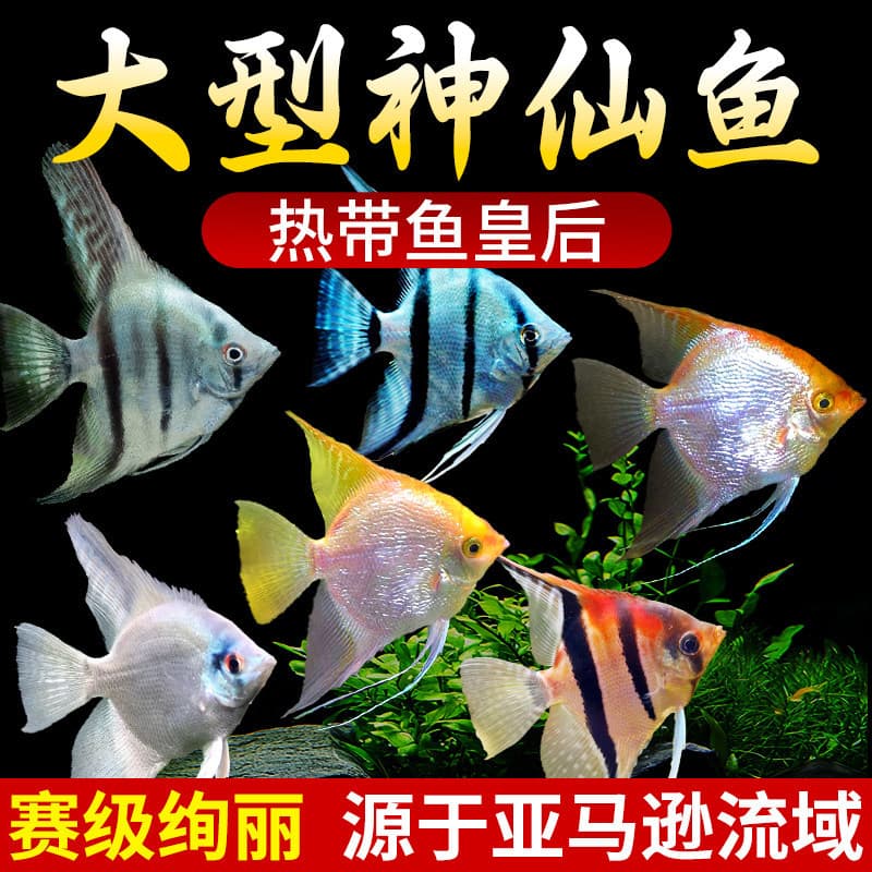 Discus fish, angelfish, ornamental tropical small freshwater fish, easy to keep and hardy, live fish fry, Peru, swallow fish