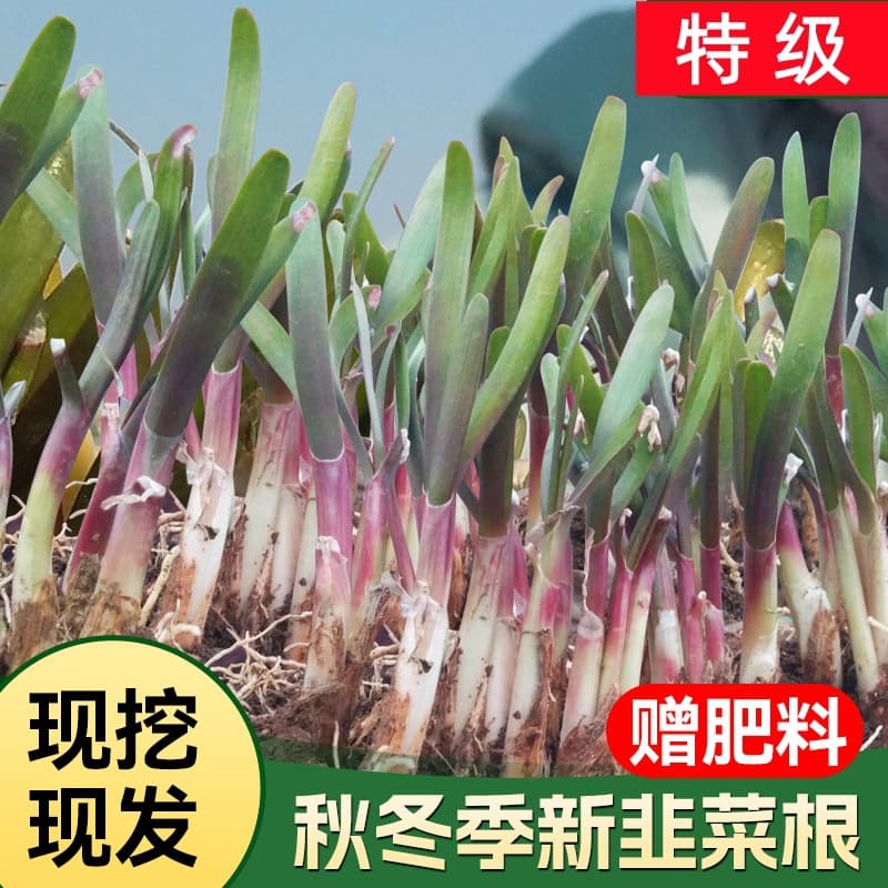 Freshly dug leek root seedlings, purple-red root leek root seedlings, farm-grown year-round vegetable seedlings, small-leaf seeds, spring