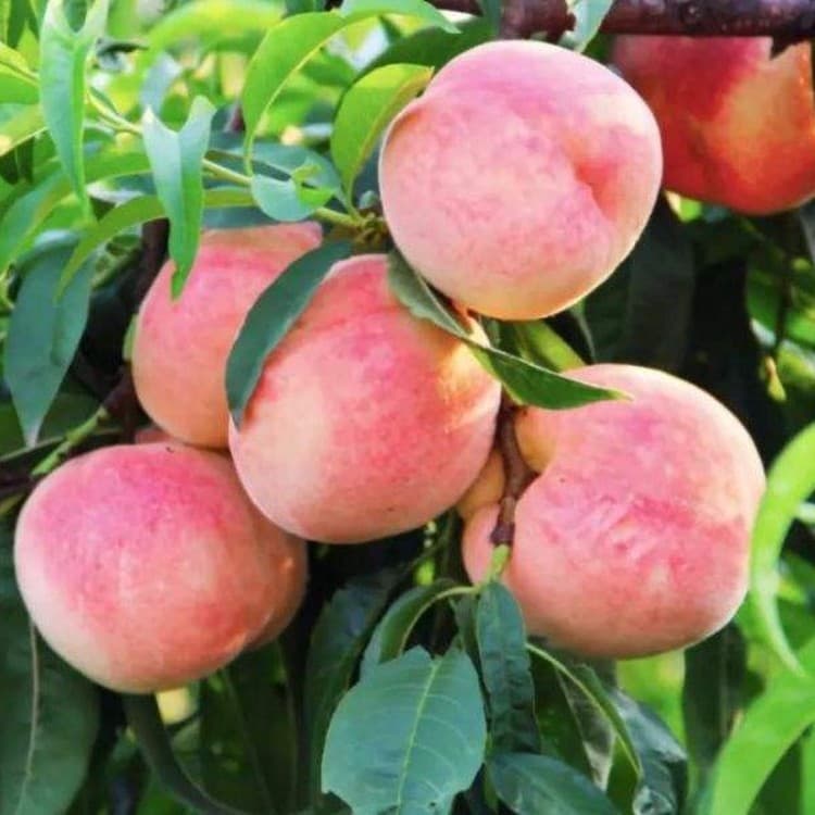 Peach tree grafting peach tree seedlings peach tree seedlings yellow peach fruit bearing fruit in the south and north planting