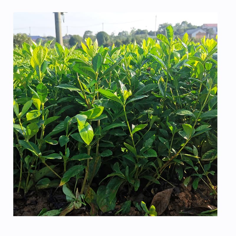 Large-leaf Gardenia Seedling for Garden Landscaping Project Greening Direct Sales Bulk Discount Gardenia Flower