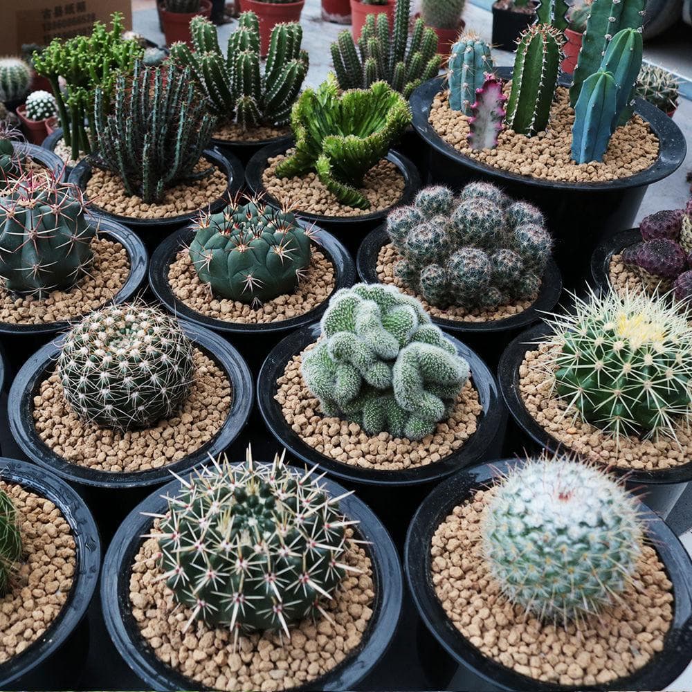Cactus Potted Combination Succulent Plant Colorful Cactus Wholesale Indoor Green Plants