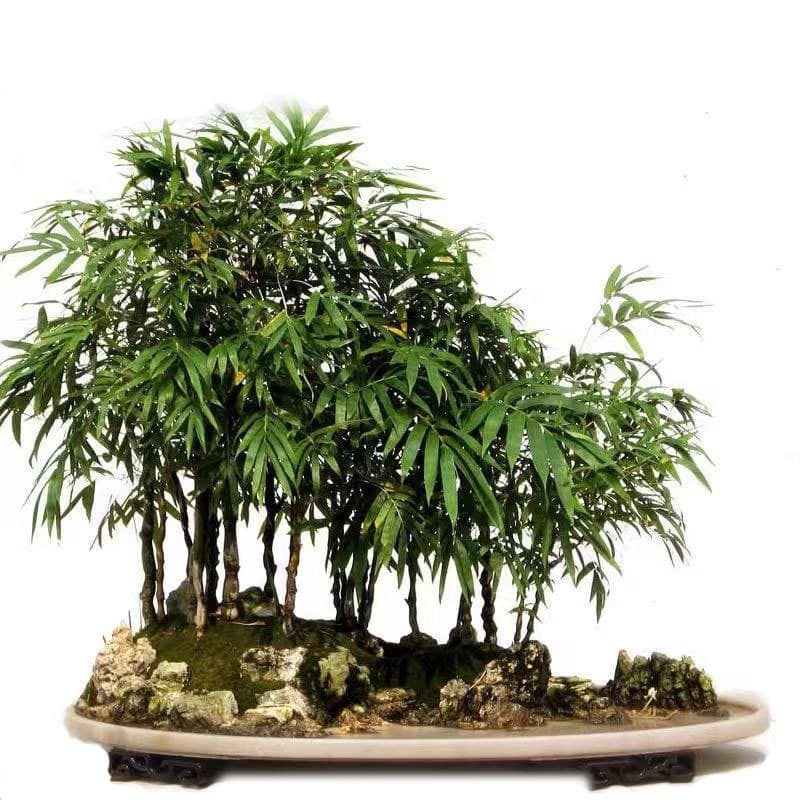 Dwarf Buddha Belly Bamboo Potted Arhat Bamboo Bonsai Green Plant Phoenix Tail Bamboo Rice Bamboo Garden Bamboo Perennial Bamboo