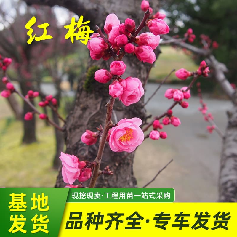 Red Plum Tree Sapling Base Wholesale for Garden Landscaping, Ornamental Plants for Courtyard Planting, Cold-Resistant Plum Blossom Trees