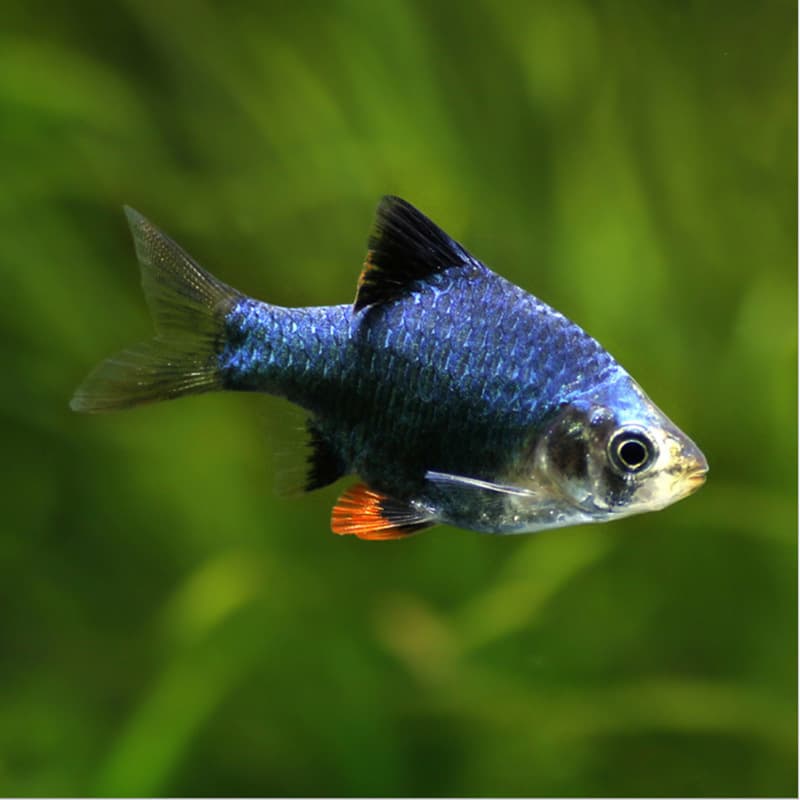 Green Tiger Barb Live Fish Blue Barb Tropical Ornamental Fish Freshwater Planted Tank Small Schooling Fish Direct from Farm Live Arrival Guaranteed