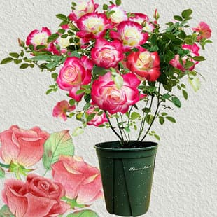 Double Happiness Rose Seedlings Large Flowers Strong Fragrance Rose Seedlings Abundant Blooming Potted Plants Multi-Season Flowering