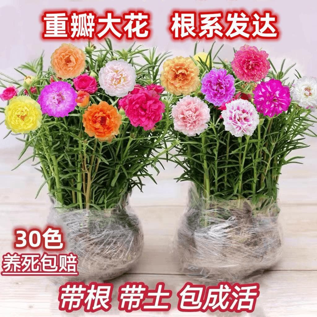 Double-Petal Sunflower Seedling, Perennial Mixed Colors, Green Plants, Flowers, Potted, Blooms All Seasons, with Roots and Flower Buds, Shipped