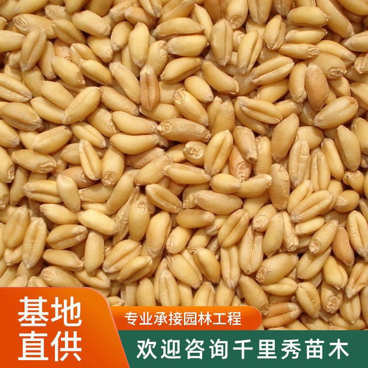 Wholesale Cat Grass, Wheatgrass, Barley Grass Seeds, Small Packets, Boxed, OEM Pet Snacks, Large Quantity Discount, New Crop of the Year