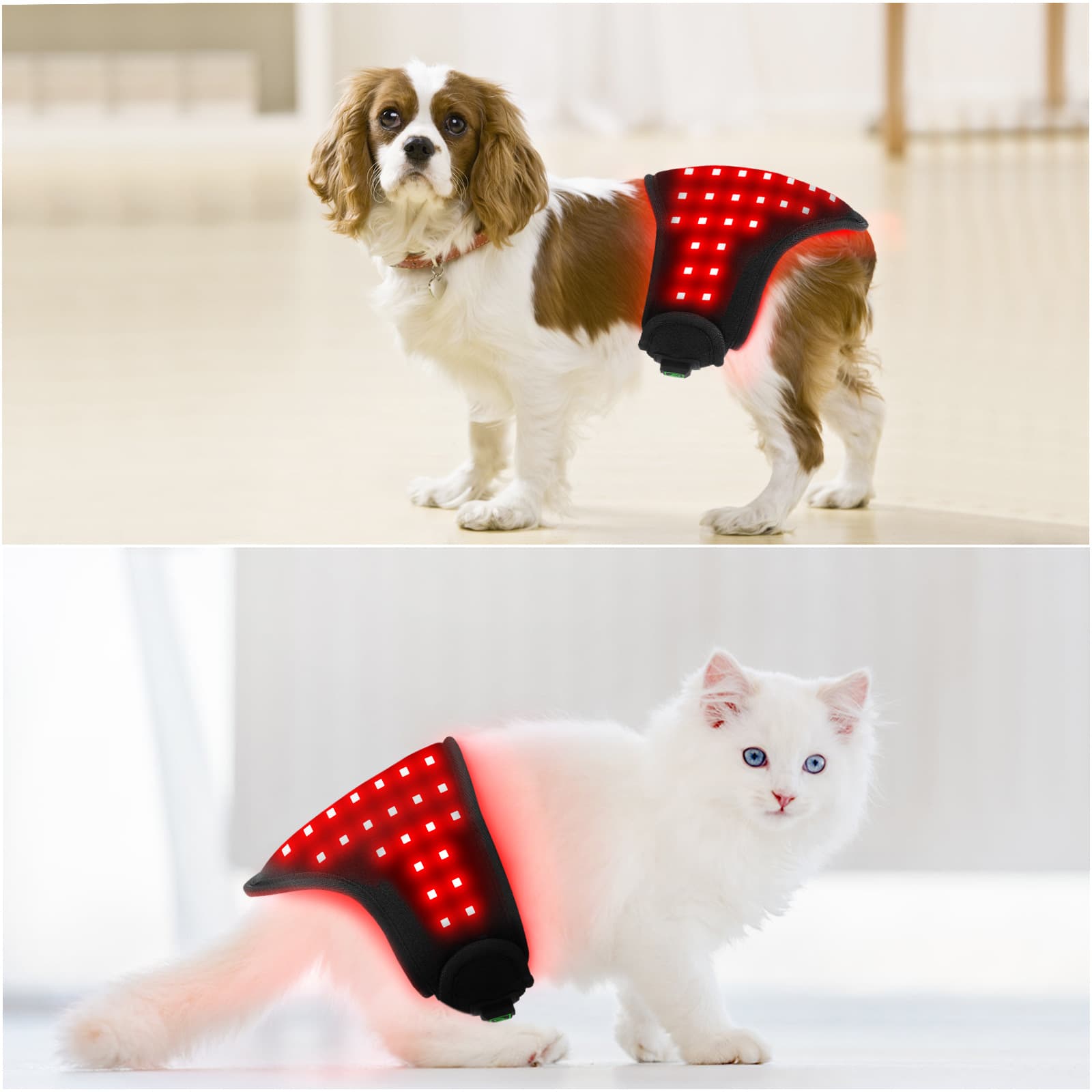 Portable Pet Therapy for Cats and Dogs, Abdomen, Buttocks, Back, Dog Leg Recovery, Wound Healing, Fracture Automatic Timer