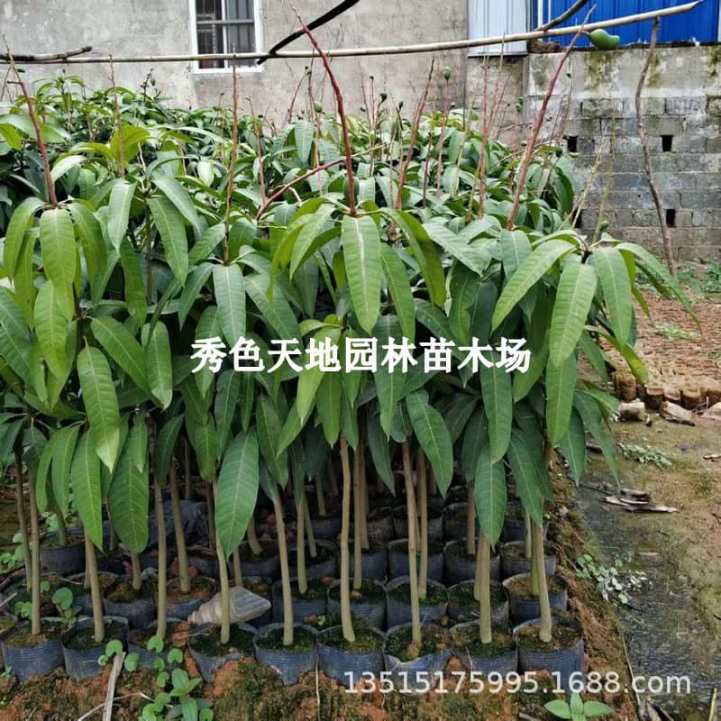 Grafted Mango Seedling Tree, Large Perennial Mango Tree, Jinhuang Guifei Mango Tree, Ground Planting or Potted, Bears Fruit Same Year