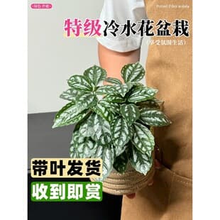Coolwater Plant Potted, Fashionable Soil-Grown Ice Water Plant for Office, Balcony, Living Room, Indoor Shade-Loving, Beautiful Green Plant Seedling