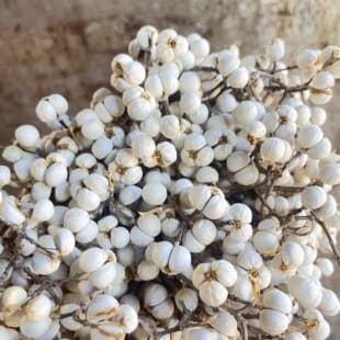 Naturally Air-Dried Coix Seed Fruit, Tallow Tree Fruit, White Rice Fruit, Christmas DIY Material Kit, Dried Flowers, Real Flowers