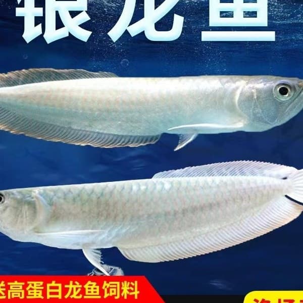 Silver Arowana Live Fry Tropical Ornamental Fish Medium and Large Yellow Yellow Red Eyes White Silver Dragon Colorful Silver Dragon Practice Arowana