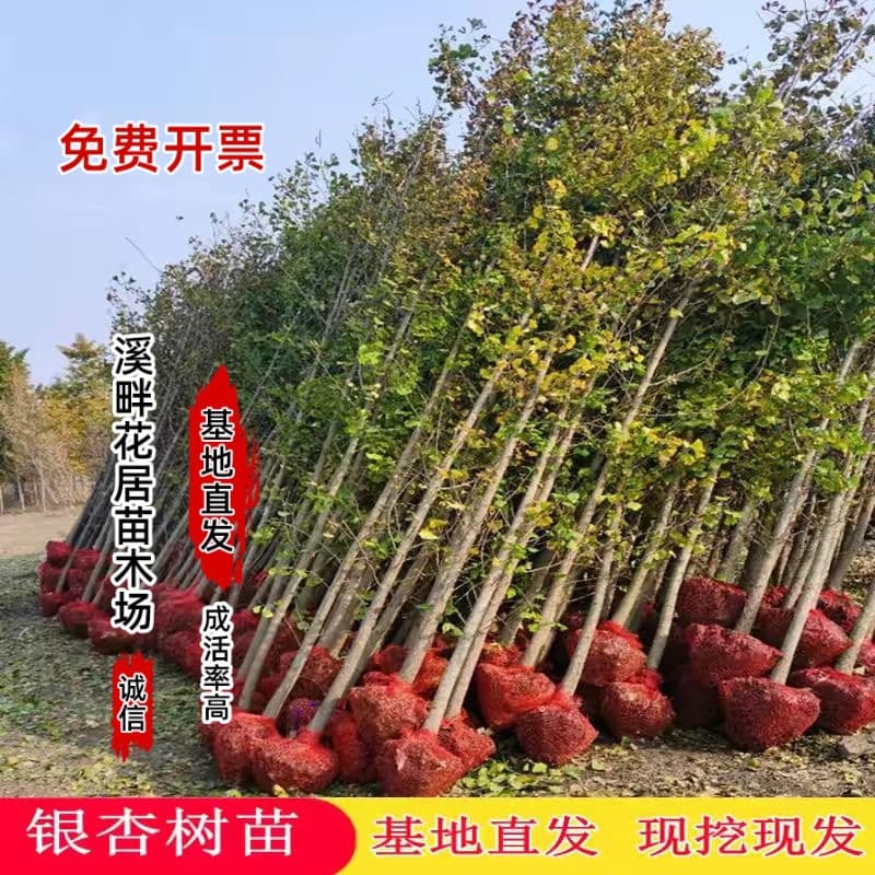 Wholesale Ginkgo Saplings for Villa Gardens, Landscaping, Large Trees, Street Trees, and Ornamental Plants. Bulk Purchase Discounts Available.