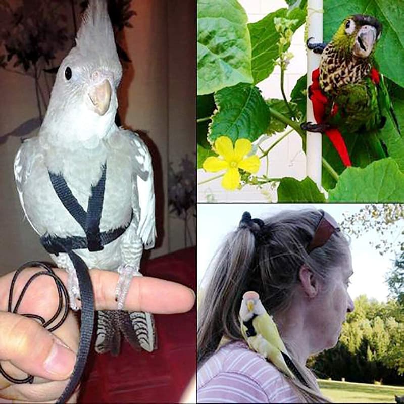 Parrot Flight Harness Leash Training Rope for Grey Parrot Macaw Outdoor Walking Training Bird Supplies