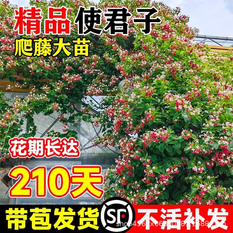Rangoon Creeper Climbing Plant, Indoor/Outdoor Double Petal Vine Climbing Flower, Balcony Courtyard Wall Flower, Water Gentleman Flower Seedlings