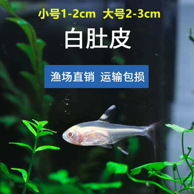 Red and Green Neon Tetra Aquarium Fish for Planted Tanks, Small Schooling Freshwater Characin, Aquatic Pet for Planted Aquariums