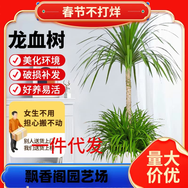 Dropshipping Dragon Tree Large Green Plant Multi-Head Dracaena Dragon Blood Tree Money Tree Indoor Living Room Potted Flowers