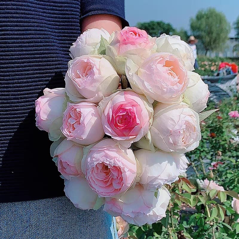 Drop Shipping Mona Lisa Rose Seedlings Rose Potted Flowers Climbing Plants Vine Rose Shrubs Green Plants