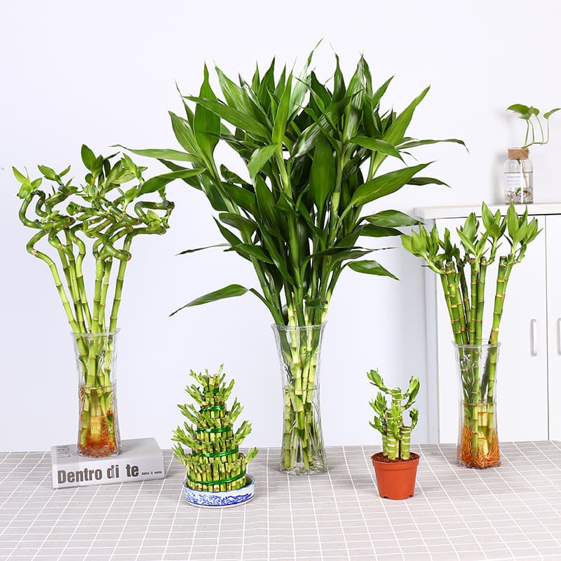 Lucky bamboo, hydroponic plant, potted flower, green plant, indoor flower, living room water-grown pothos, large-leaf transport, bamboo grows taller and taller