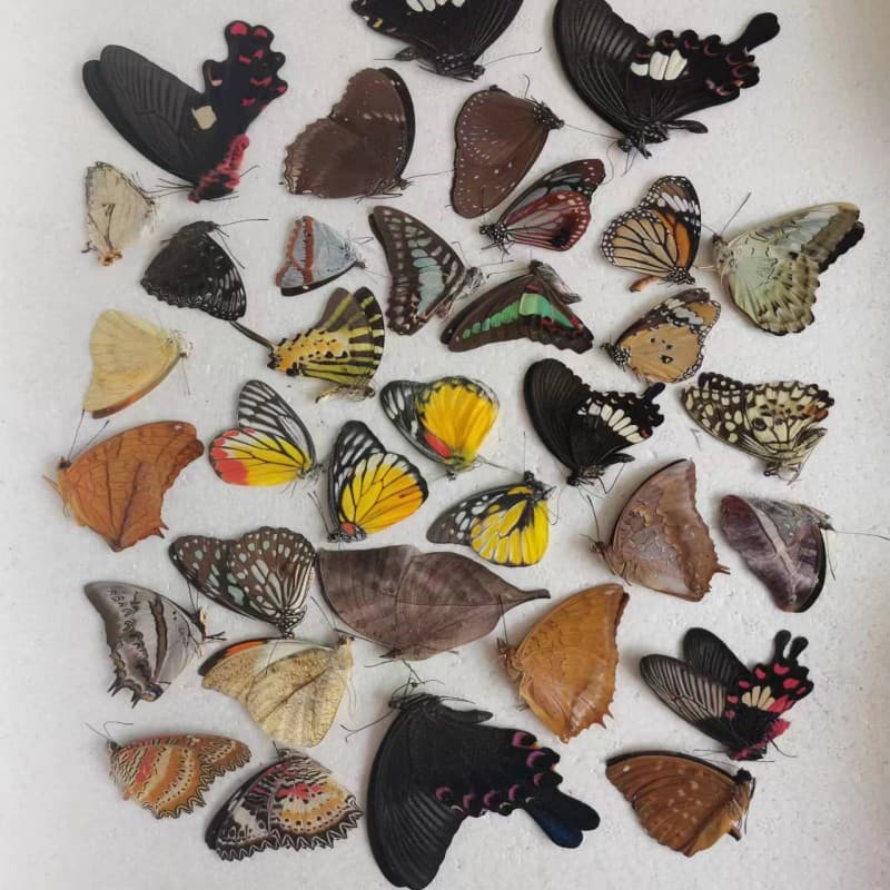 Natural Genuine A1 Butterfly Specimens Unspread Various Original and Assorted Butterflies, Insect Beetles for Kindergarten Teaching and Collection