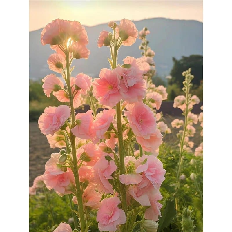 Double-petal hollyhock seeds, suitable for courtyards, gardens, and communities, can be sown in all seasons, easy to grow outdoors.
