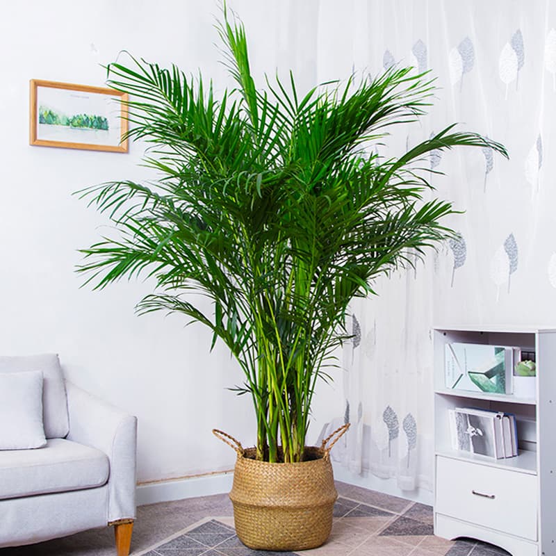 Sanwei Sunflower Large Potted Plant Phoenix Tail Bamboo Large Green Plant Hawaiian Bamboo Bonsai Pocket Coconut Rich Coconut