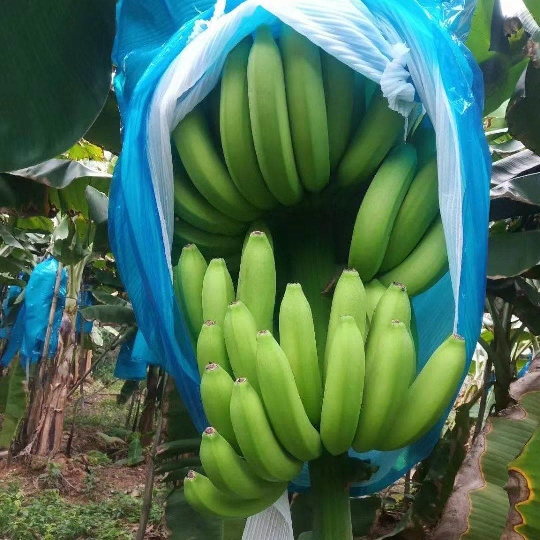 Banana Bagging Bags, Cold Protection Bags, Pearl Cotton Bags, Agricultural Banana Bags, Integrated or Separate Bags for Pink Bananas