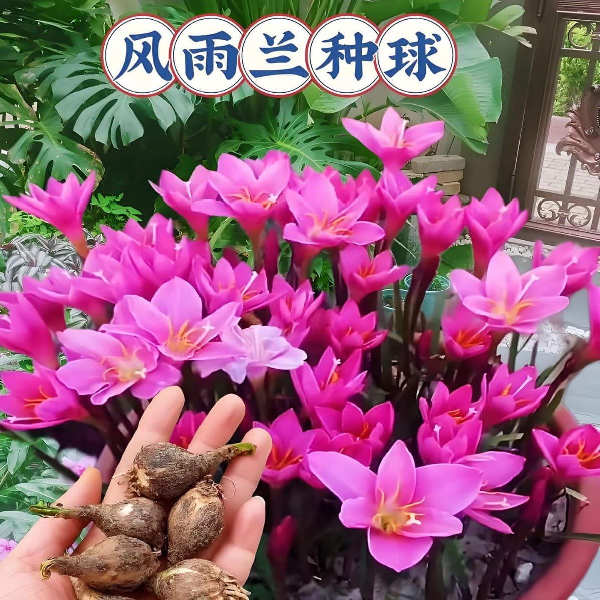 Rain Lily Bulbs - Potted flowers, including onion and leek varieties, bloom all seasons, easy to grow, heat-tolerant bulbous plants.