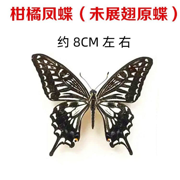 Real butterfly specimens with unspread wings for practice, various mixed butterflies as materials for school students' DIY handmade projects.