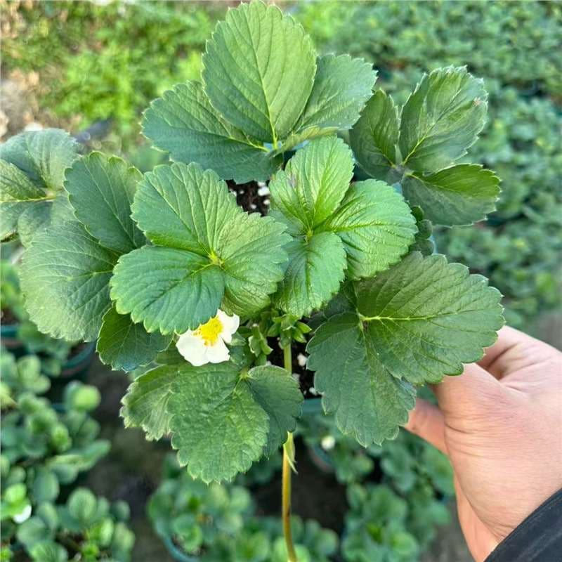 Cream Strawberry Seedlings Potted Strawberry Plants with Pot and Soil, Balcony Fruit Garden Planting Fruit Tree Seedlings Black Pearl Free Shipping
