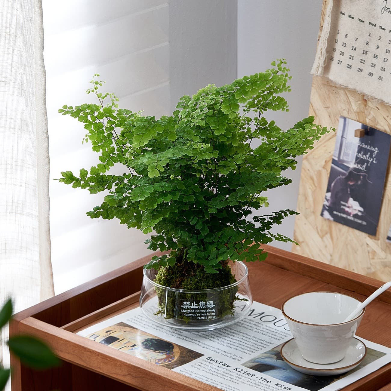Maidenhair Fern Moss Ball Hydroponic Plant, Easy-Care Indoor Office Plant, Shade-Tolerant Greenery Potted Plant