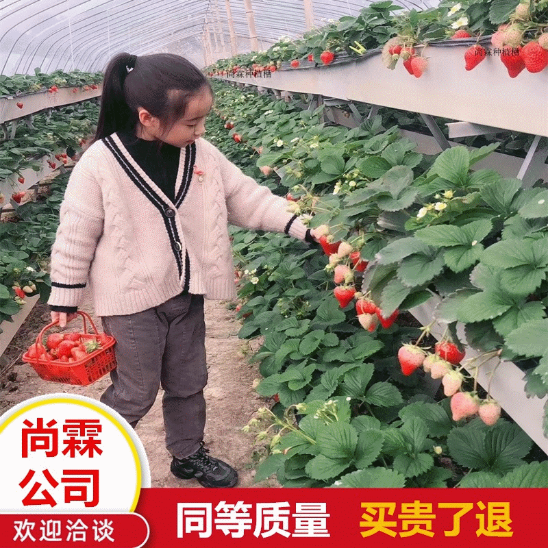 Strawberry Vertical Growing Trough PVC Elevated Soilless Cultivation Trough for Strawberry and Tomato Seedling Hydroponic Trough Strawberry Growing Trough Rack
