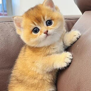 Purebred Live Cat Golden Shaded Kitten Short Leg Live Cat Blue and White Kitten Pet Cat Flat Face Longhair Cat