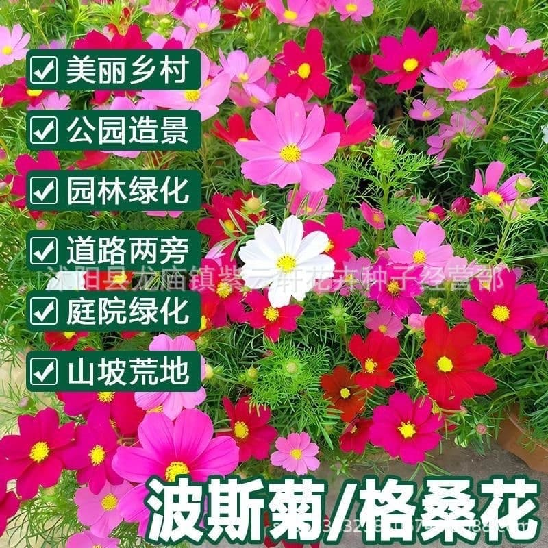 Cosmos and Galsang Flower Seeds, Colorful Four-Season Blooming, Easy to Grow, Garden Wildflower Mix Seeds