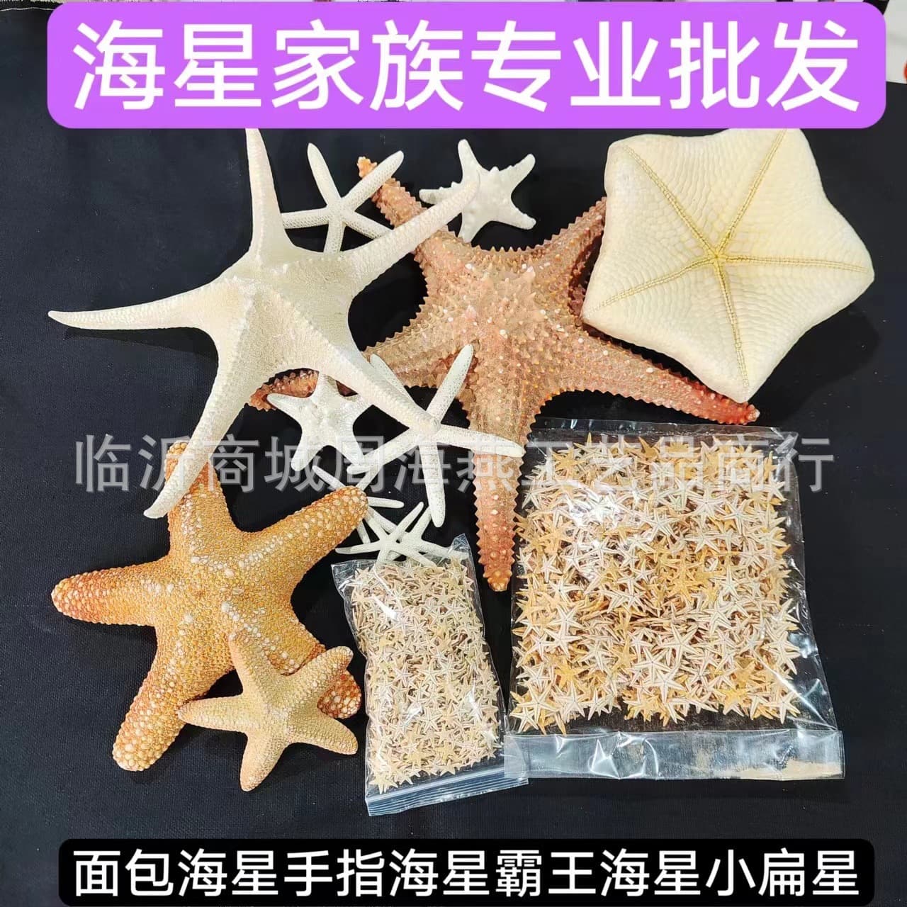 Shell Conch Window Display Mediterranean Decor Bread Star Micro Landscape Ornament Cultural Creative Starfish