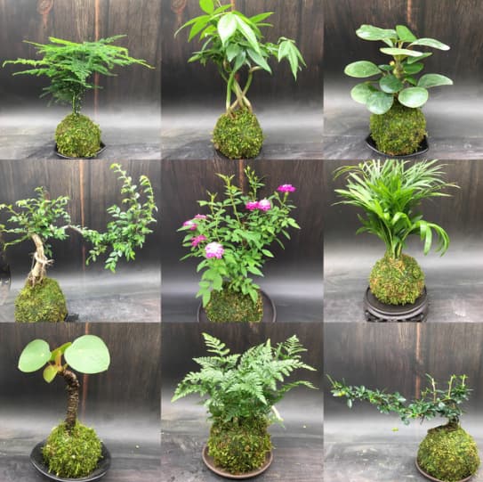Moss balls, hydroponic plants, bonsai, ferns, rice bamboo, asparagus fern, calamus, spring rain, serissa, mirror grass, Fujian tea bonsai