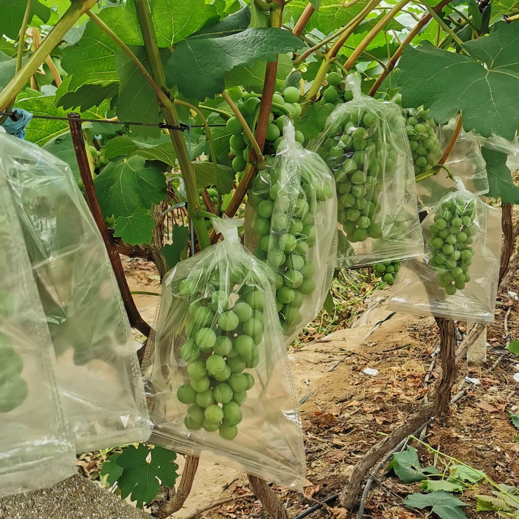 Grape bag transparent microporous bag, insect-proof, breathable, good coloring, drawstring bag for orchard greenhouse fruit protection