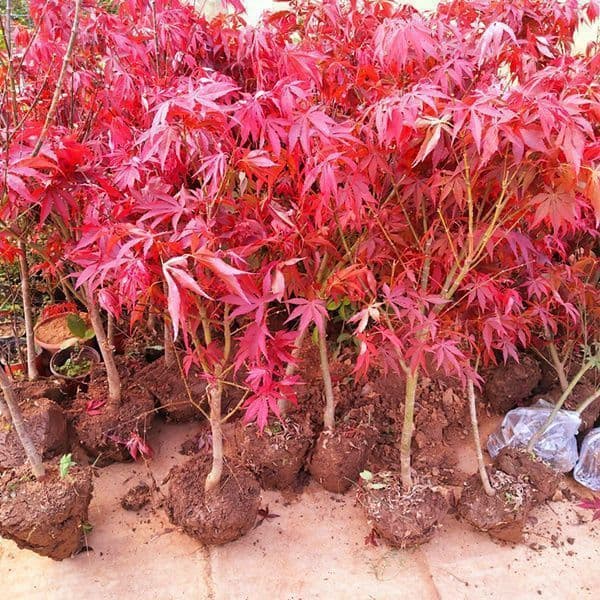 Buy 1 Get 2 Red Maple Seedlings - Japanese Red Maple, American Red Maple, Chinese Red Maple Tree Saplings, Four-Season Red Maple