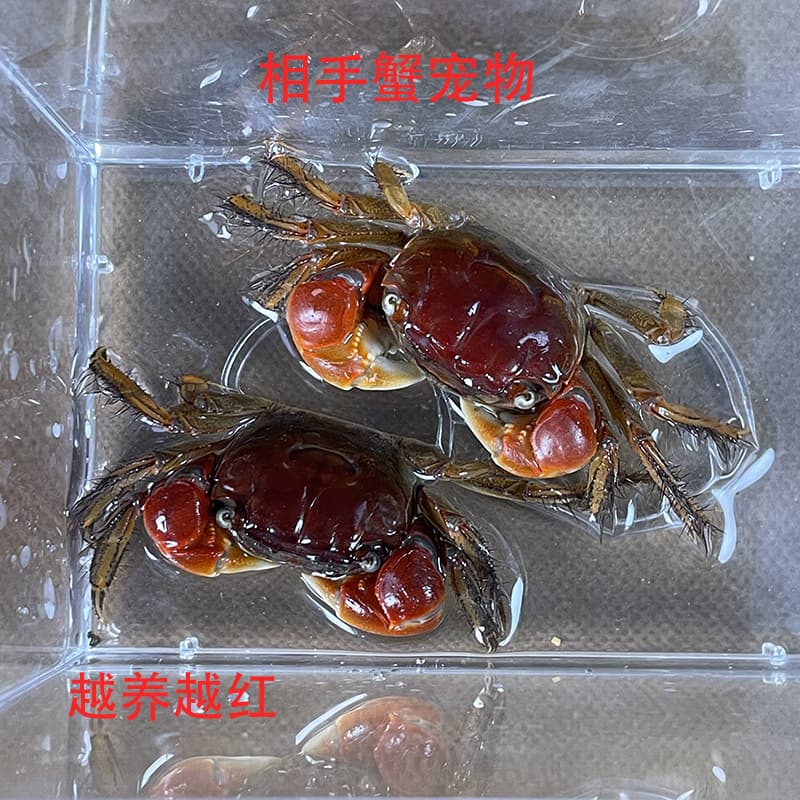 Lover crab, desktop pet, ornamental crab, live red-clawed, popular desktop reptile, easy to care for, aquarium ornamental crab