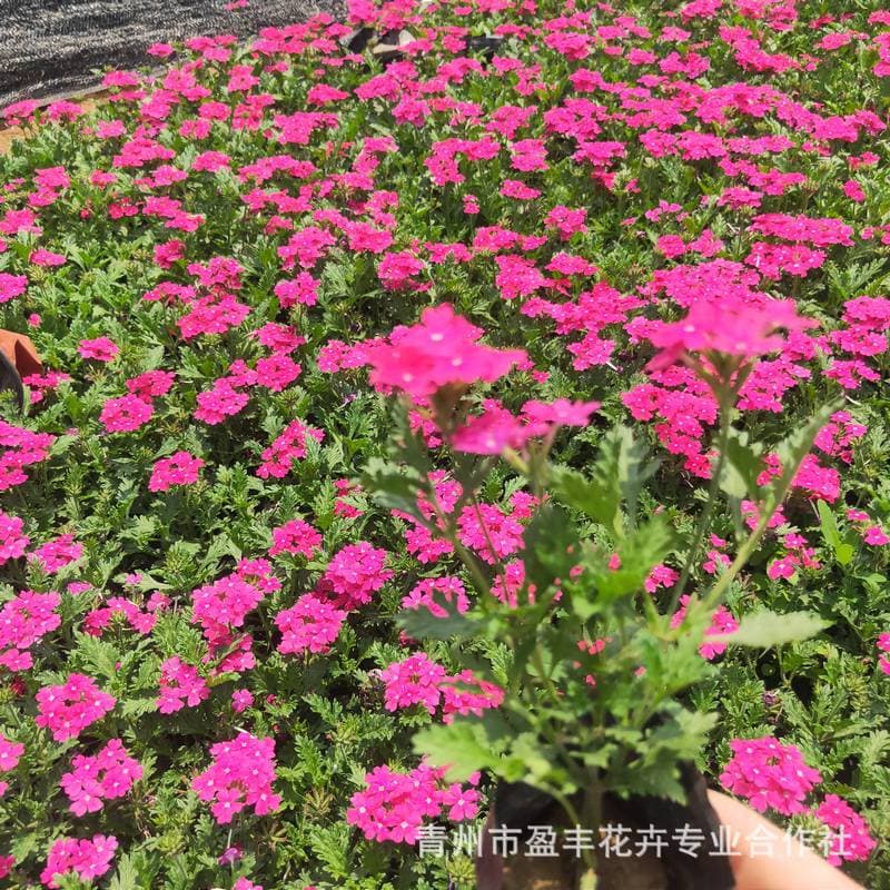 Verbena, a herbaceous flowering plant, is available in a wide variety of species, including the fine-leaved variety, suitable for landscaping, flower beds, and flower borders.